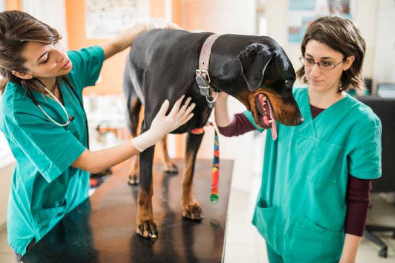Onde Encontrar Cardiologista para Cachorro Toledo - Cardiologista para Animais