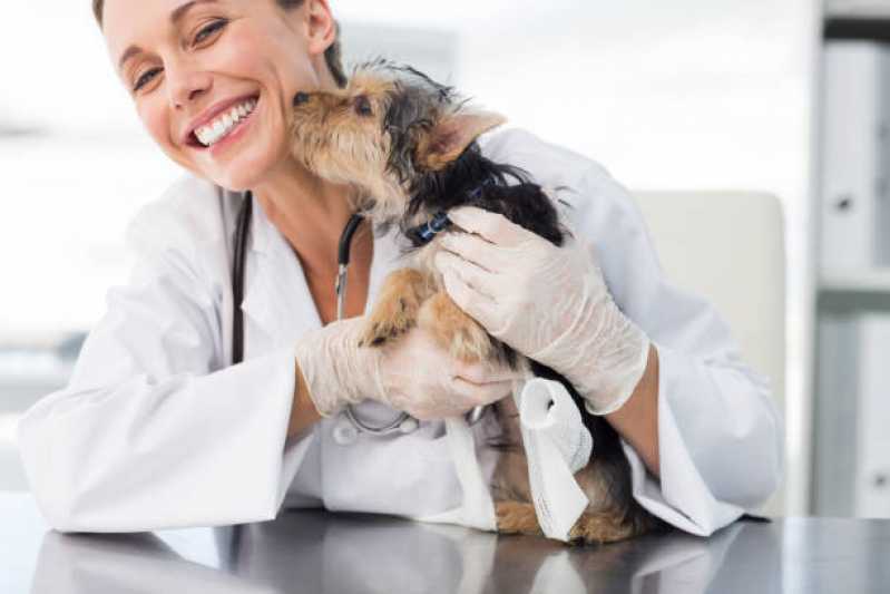 Onde Encontrar Cardiologista para Cães e Gatos Quatro Pontes - Cardiologista de Cães e Gatos