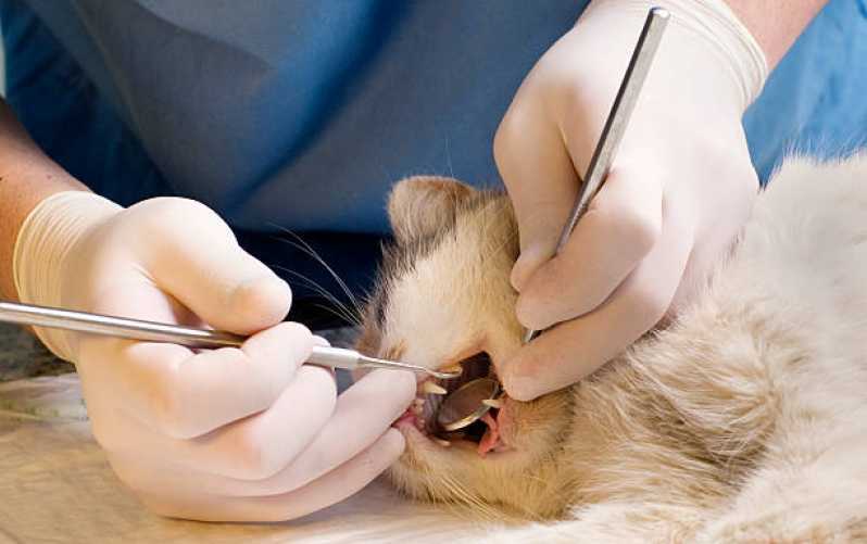Onde Encontrar Dentista Gato Jardim Santa Maria - Odontologia para Pets