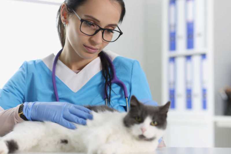 Onde Encontrar Dermatologia Animal São Francisco - Dermatologia para Animais de Pequeno Porte