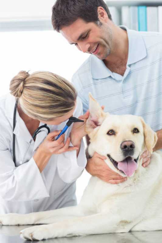 Onde Encontrar Dermatologia em Cães Diamante D’Oeste - Dermatologia Animal