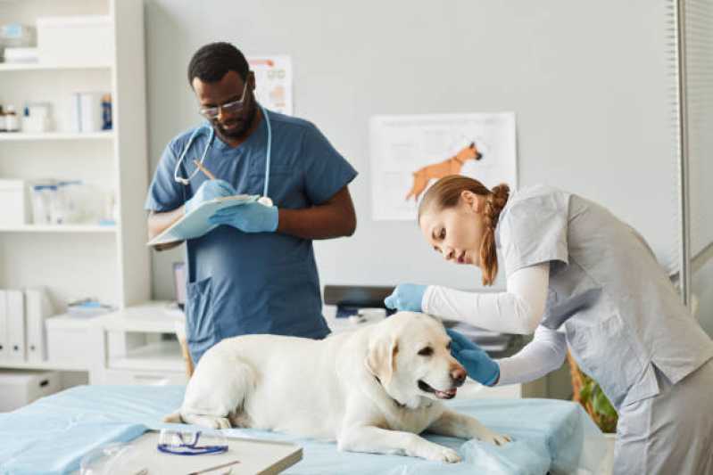 Onde Encontrar Dermatologia para Cachorro de Pequeno Porte Ramilândia - Dermatologista de Cachorro