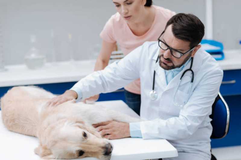 Onde Encontrar Dermatologista para Animais de Médio Porte Quatro Pontes - Dermatologista de Cachorro