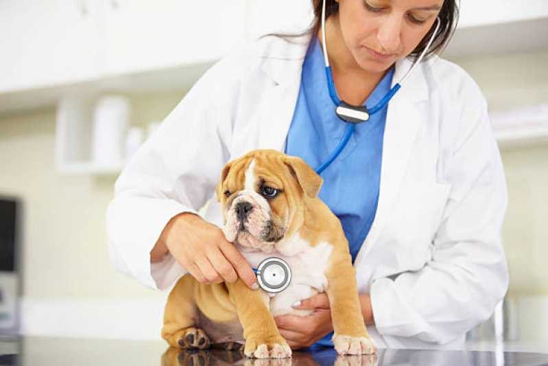 Onde Encontrar Ecodoppler em Cães e Gatos Jardim Pancera - Cardiologista para Cachorro