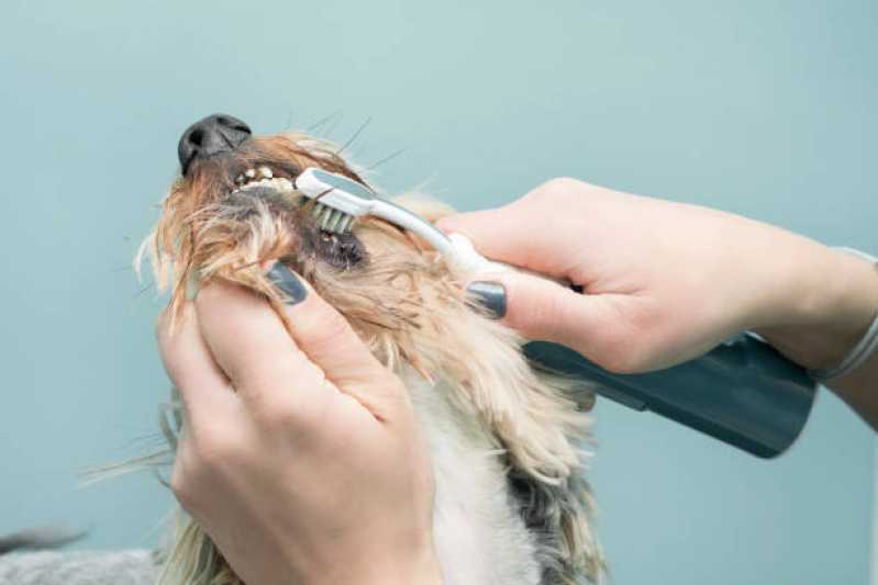 Onde Encontrar Odontologia Cachorro Iracema do Oeste - Limpeza de Tártaro Cachorro