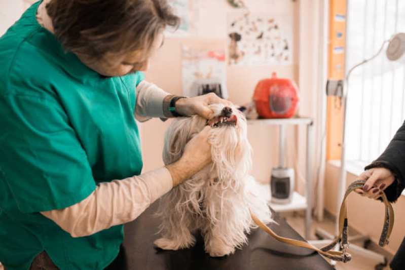 Onde Encontrar Odontologia para Cachorro Cataratas - Limpeza de Tártaro Cachorro