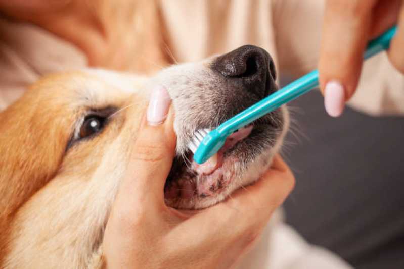 Onde Encontrar Odontologia para Cães e Gatos São Francisco - Odonto para Cachorro