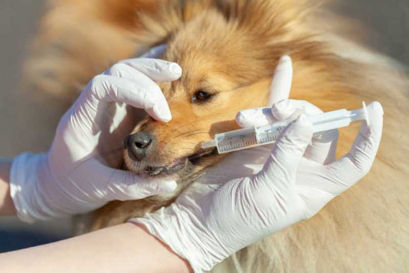 Onde Encontrar Odontologia para Cães Jardim La Salle - Dentista Cachorro