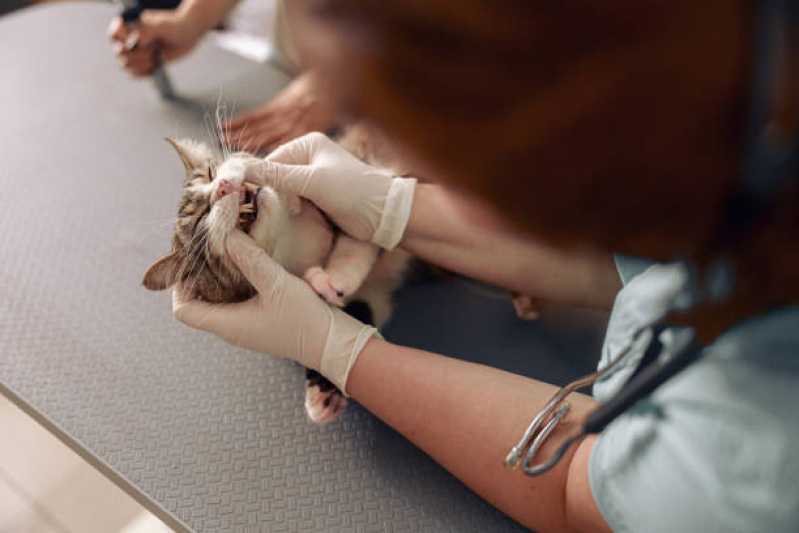 Onde Encontrar Odontologia para Gatos XIV De Novembro - Odontologia para Pets