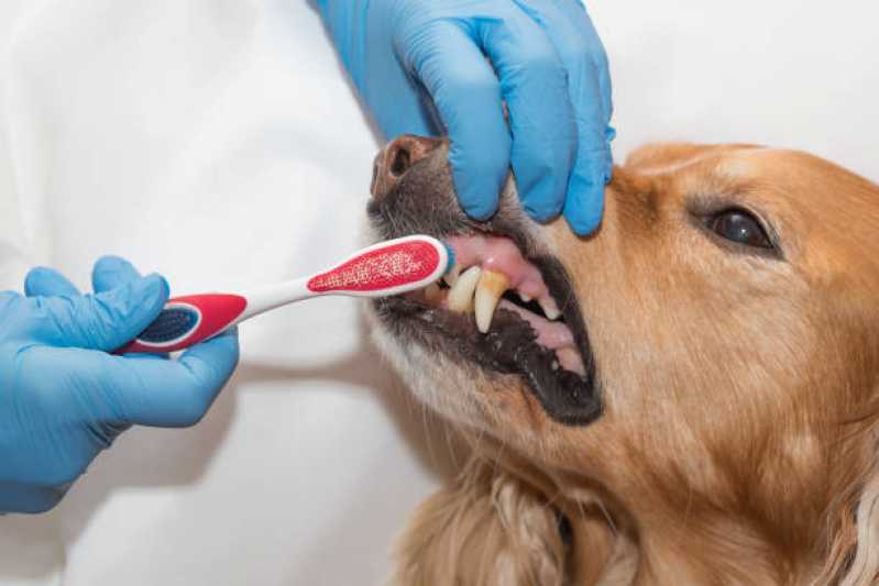 Onde Encontrar Odontologia para Pets Jesuítas - Limpeza de Tártaro Cachorro