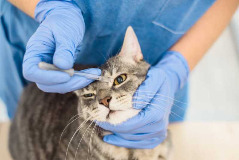 Onde Encontrar Oftalmologista para Gatos Canadá - Oftalmologia Veterinária Toledo