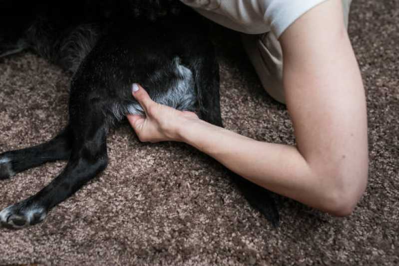 Onde Faz Acupuntura em Animal Independência - Acupuntura para Cachorro de Pequeno Porte