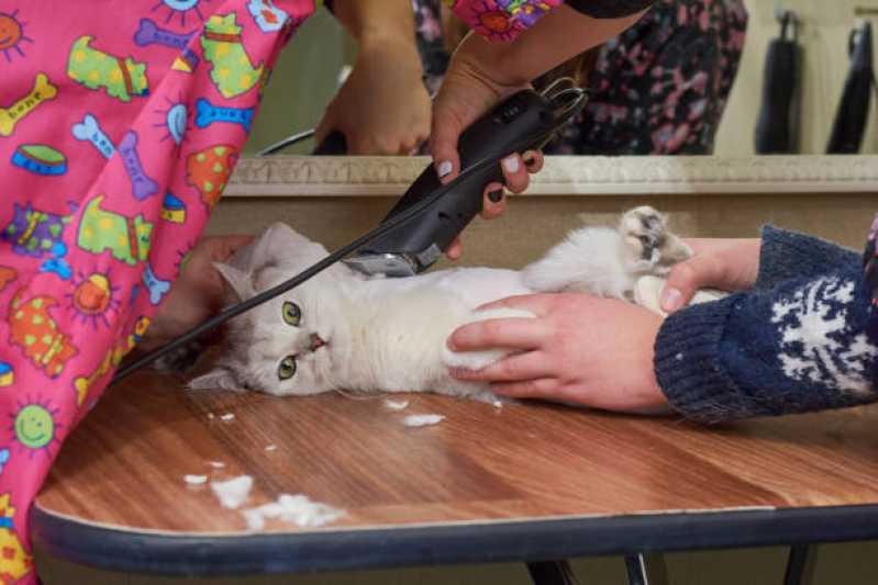Onde Faz Banho e Tosa para Gato Vila Brasil - Banho em Gato Pet Shop