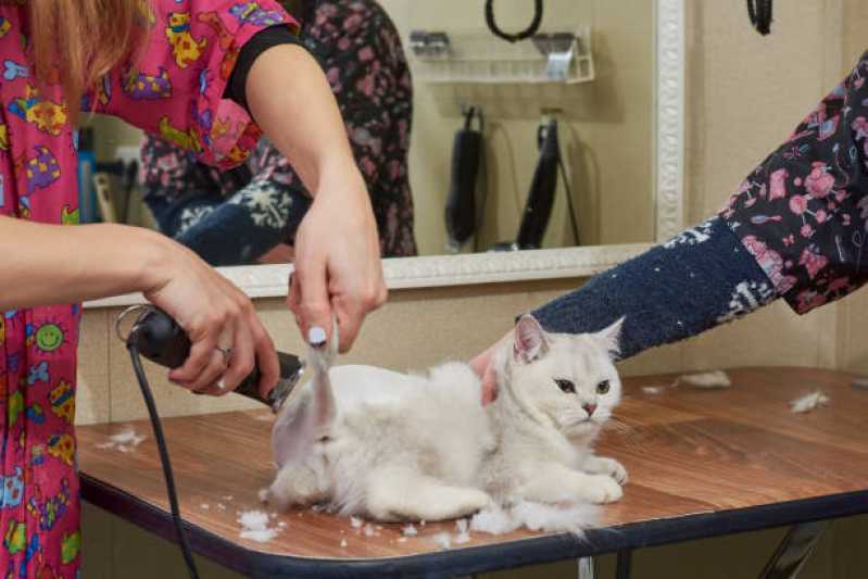 Onde Faz Banho em Gato Pet Shop Brasmadeira - Banho e Tosa Pet