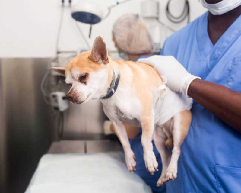 Onde Faz Cirurgia em Animais de Grande Porte Brasília - Cirurgia Ortopédica em Cachorro