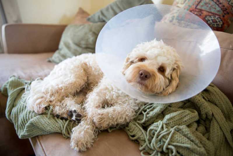 Onde Faz Cirurgia em Animais de Pequeno Porte Lindoeste - Cirurgia Ortopédica em Cachorro