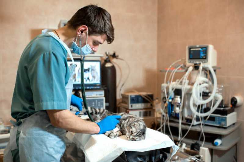 Onde Faz Cirurgia em Pequenos Animais Iracema do Oeste - Cirurgia Ortopédica em Cachorro