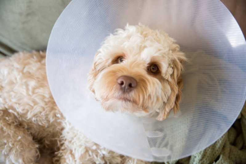 Onde Faz Cirurgia para Cachorros de Pequeno Porte Nova Aurora - Cirurgia Ortopédica em Cachorro