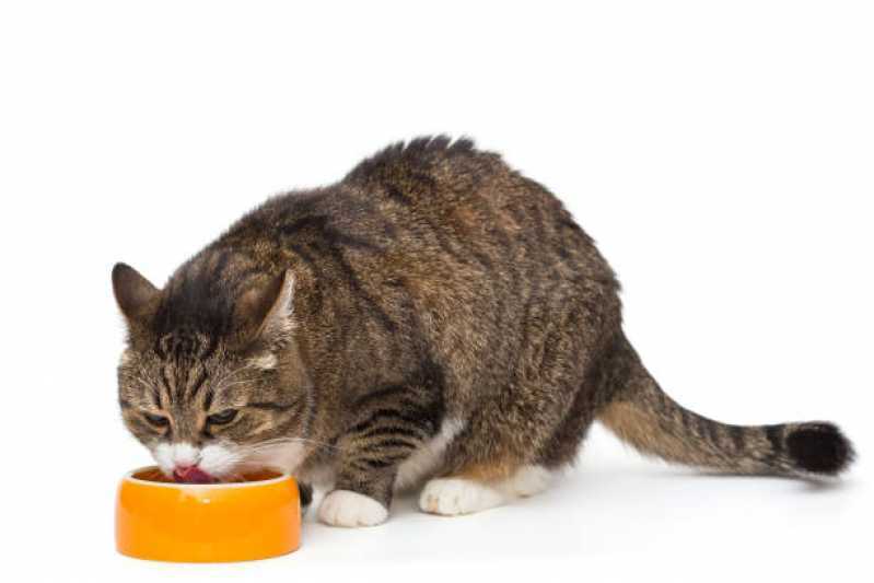Onde Faz Nutrição Animal Veterinária Maracanã - Nutrição Veterinária para Gatos