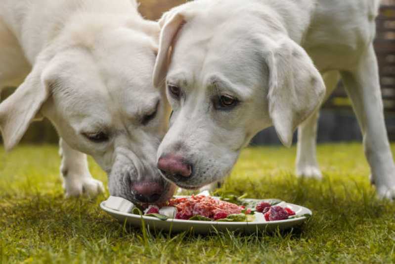 Onde Faz Nutrição Veterinária Canina Jardim Bressan - Nutrição Animal Veterinária