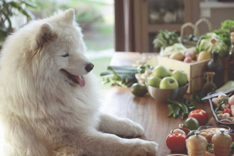 Onde Faz Nutrição Veterinária Gatos Área Rural de Toledo - Nutrição Veterinária Canina