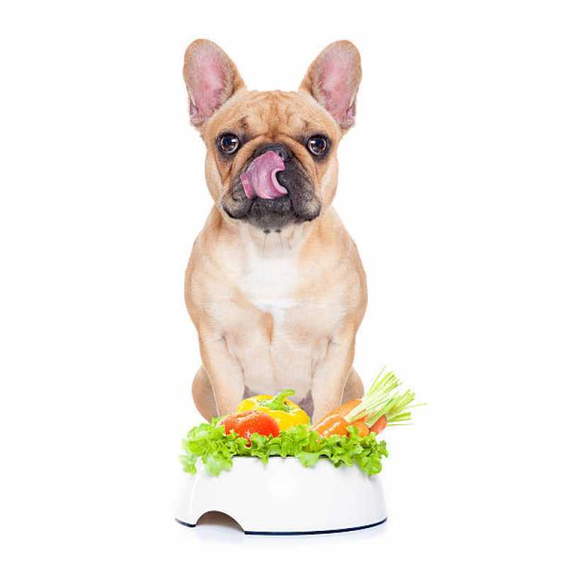 Onde Faz Nutrição Veterinária para Cachorro Pinheirinho - Nutrição Veterinária para Cachorro