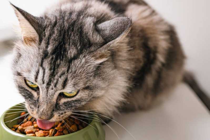 Onde Faz Nutrição Veterinária para Gatos Pinheirinho - Nutrição Veterinária Animal