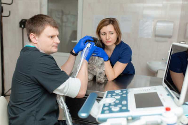 Onde Faz Ultrassom Abdominal para Cachorros Céu Azul - Ultrassom Veterinário 24 Horas