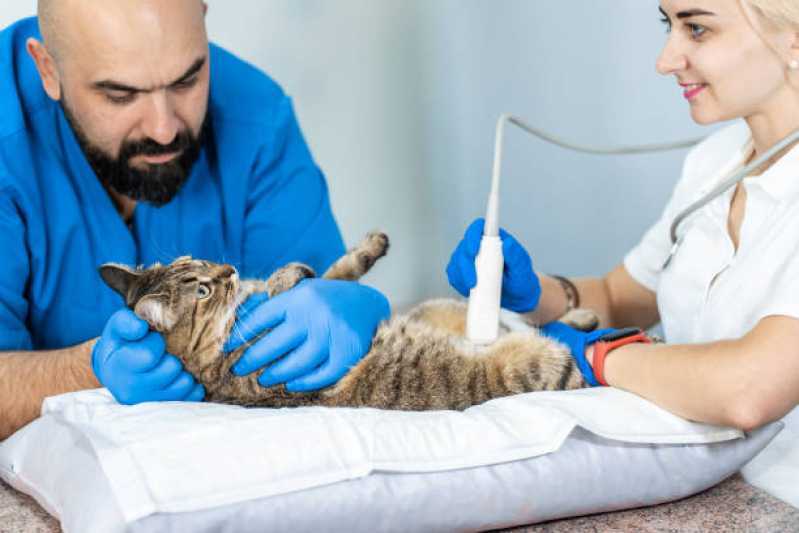 Onde Faz Ultrassom para Animais Cafelândia - Ultrassom Odontológico Veterinário
