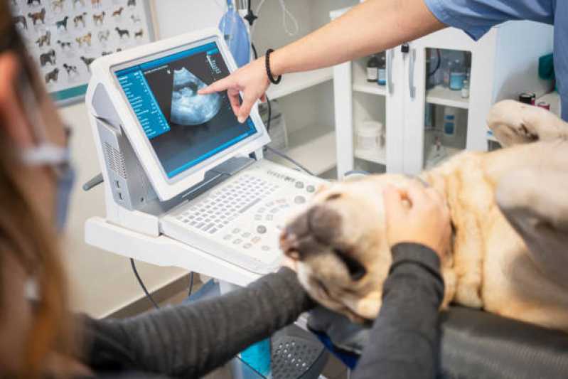 Onde Faz Ultrassom Veterinário 24 Horas Diamante D’Oeste - Ultrassom Abdominal para Cachorro Cascavel