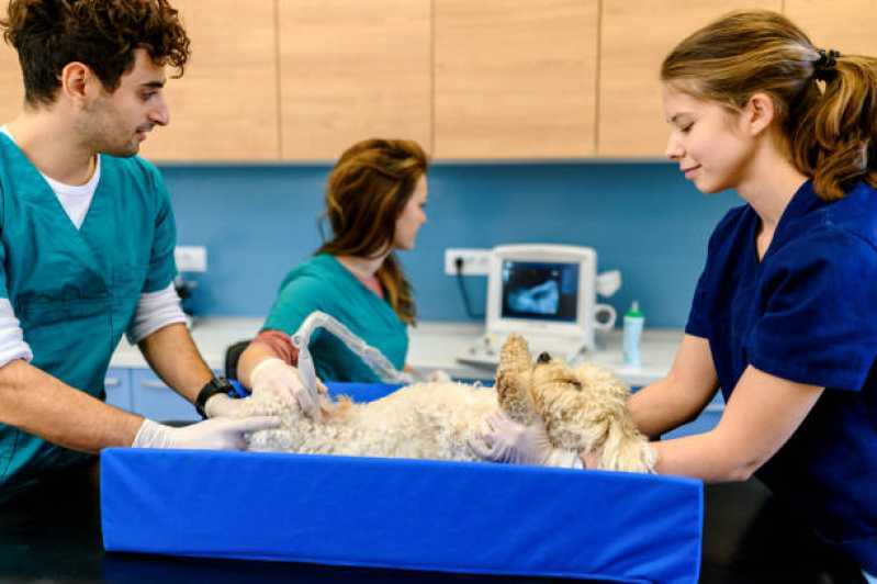 Onde Faz Ultrassom Veterinário a Domicílio Cascavel - Ultrassom Veterinário para Cães