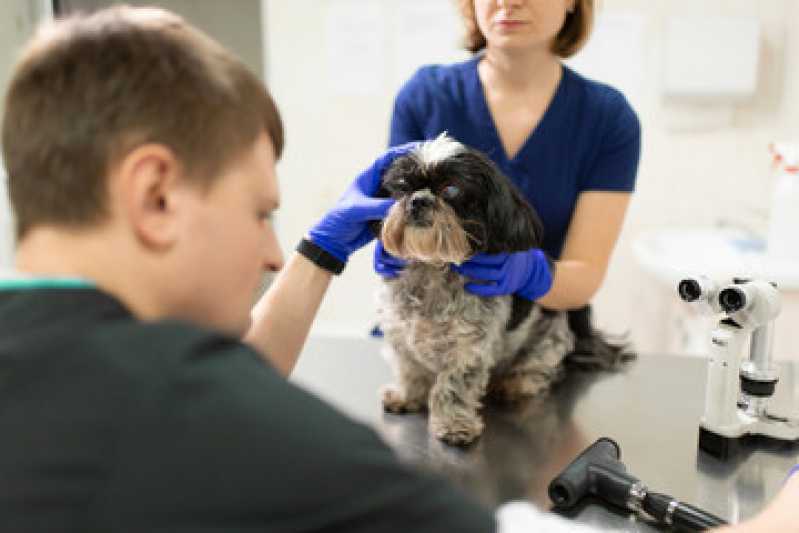Onde Faz Ultrassom Veterinário Odontológico Capitão Leônidas Marques - Ultrassom Abdominal para Cachorro