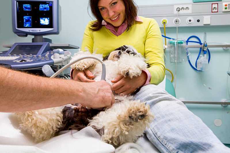 Onde Faz Ultrassom Veterinário para Cães Ubiratã - Ultrassom para Animais