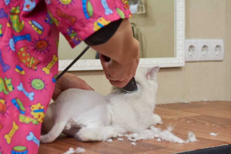 Onde Fazer Banho e Tosa para Gato Cafelândia - Banho em Gato Pet Shop