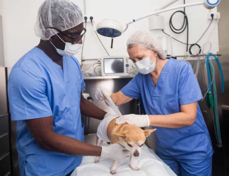 Onde Fazer Cirurgia em Animais de Grande Porte Toledo - Cirurgia em Pequenos Animais