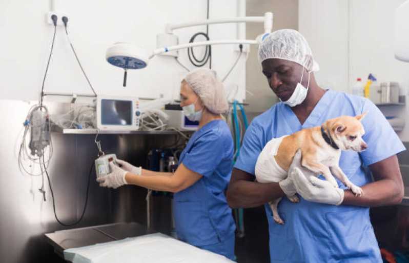 Onde Fazer Cirurgia em Animais Alto Alegre - Cirurgia Ortopédica Veterinária