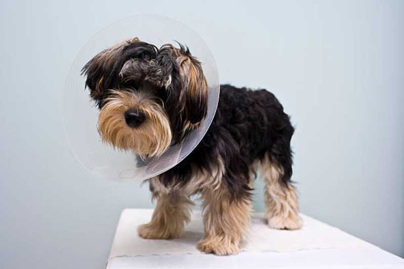 Onde Fazer Cirurgia para Cachorros de Pequeno Porte Ramilândia - Cirurgia para Cachorros de Pequeno Porte