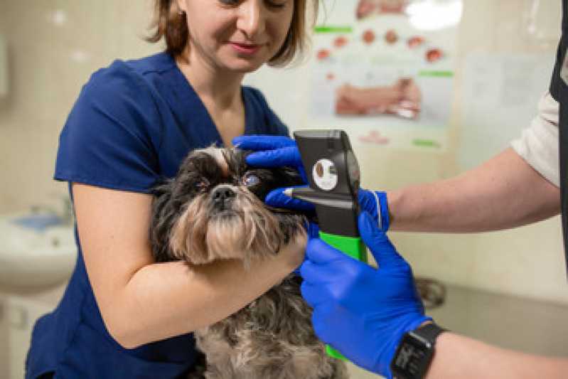 Onde Fazer Diagnóstico por Imagem Medicina Veterinária Jesuítas - Diagnóstico por Imagem em Cachorros