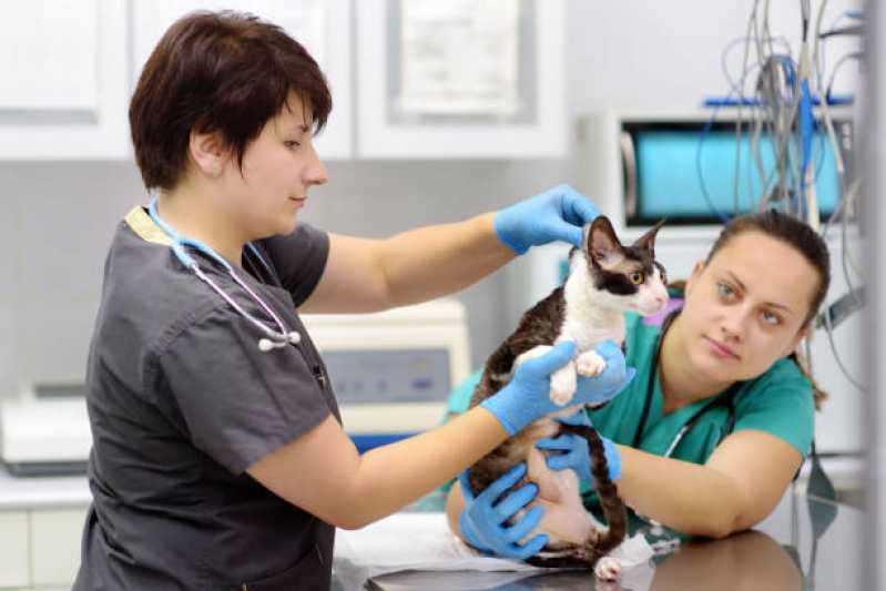 Onde Fazer Diagnóstico por Imagem Veterinária Vila Operária - Diagnóstico por Imagem em Pequenos Animais