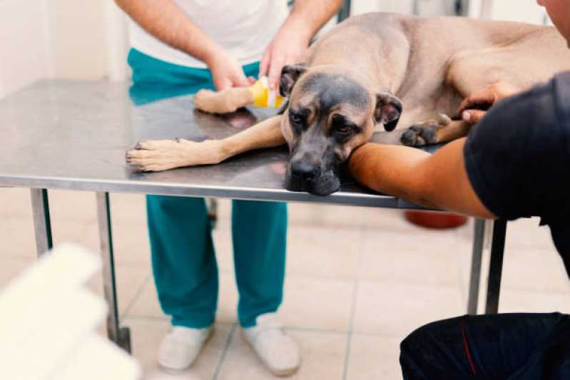 Onde Fazer Internação com Veterinário Santa Lúcia - Internação para Pets
