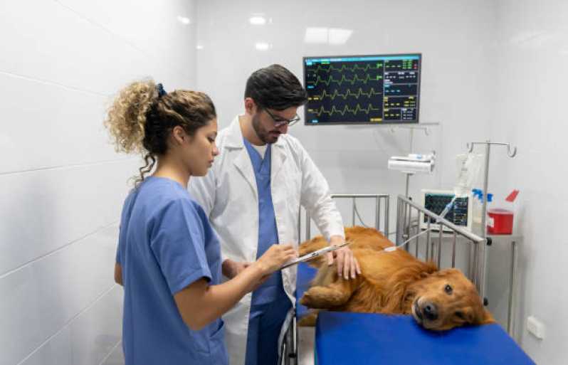 Onde Fazer Internação para Cachorro XIV De Novembro - Internação com Veterinário Toledo