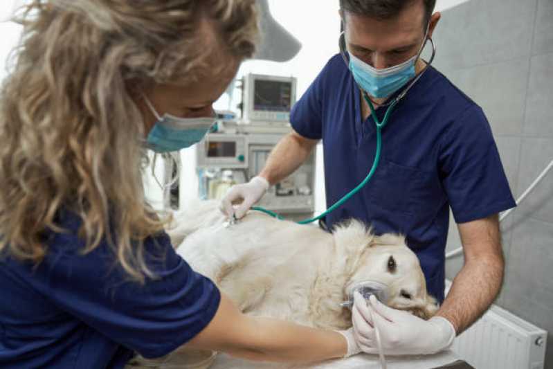 Onde Fazer Internação para Cães Jardim Anápolis - Internação com Veterinário