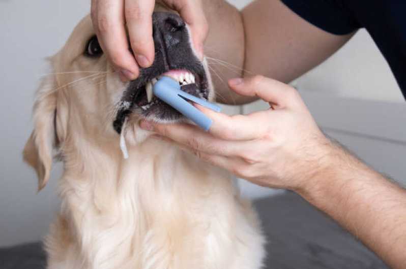 Onde Fazer Limpeza de Tártaro Cachorro Morumbi - Odontologia para Cachorro