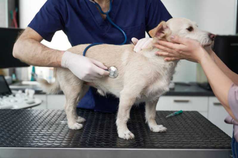 Onde Marcar Consulta Veterinária Cachorro Floresta - Consulta para Animais