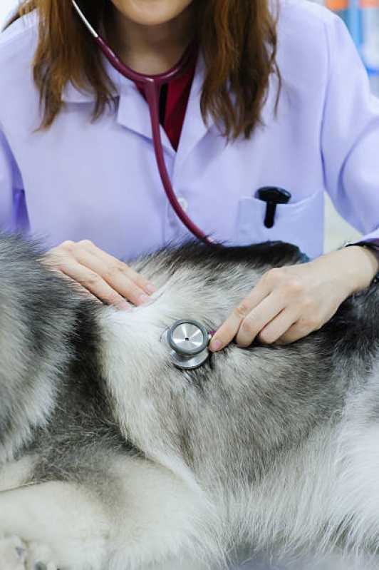 Onde Marcar Consulta Veterinária para Animais XIV De Novembro - Consulta Veterinária para Animais de Estimação