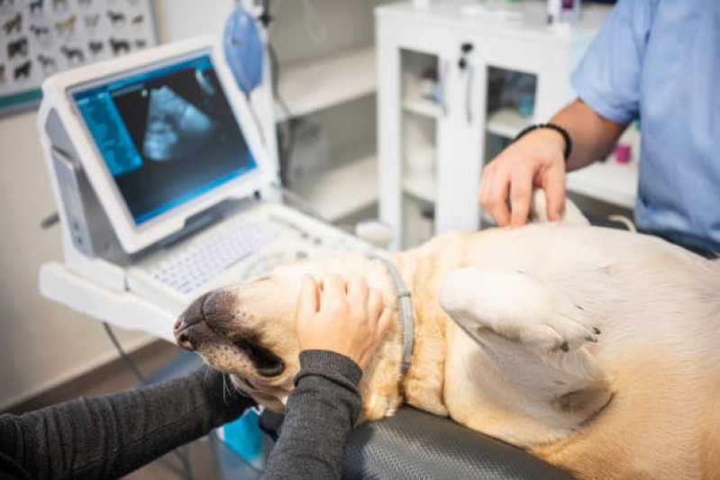 Onde Realizar Ultrassom de Tártaro Veterinário Universitário - Ultrassom para Animais