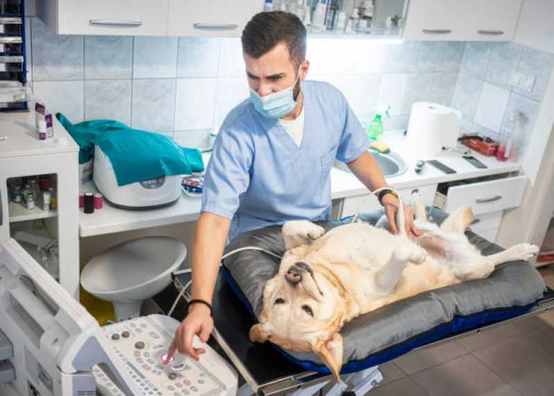 Onde Realizar Ultrassom Dentário Veterinário Região do Lago - Ultrassom Abdominal para Cachorro Toledo