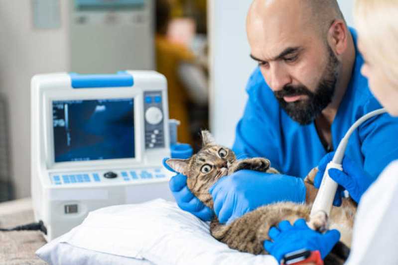 Onde Realizar Ultrassom para Animais Corbélia - Ultrassom Odontológico Veterinário