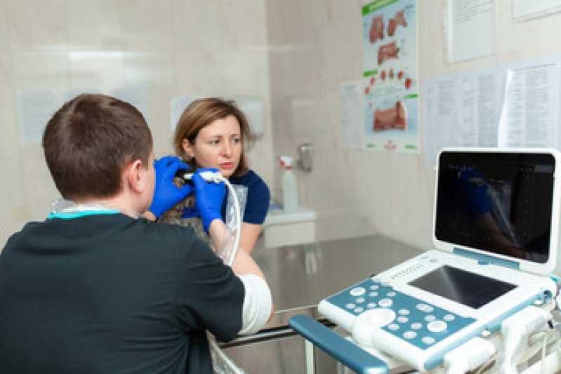 Onde Realizar Ultrassom Veterinário Odontológico Anahy - Ultrassom Veterinário 24 Horas
