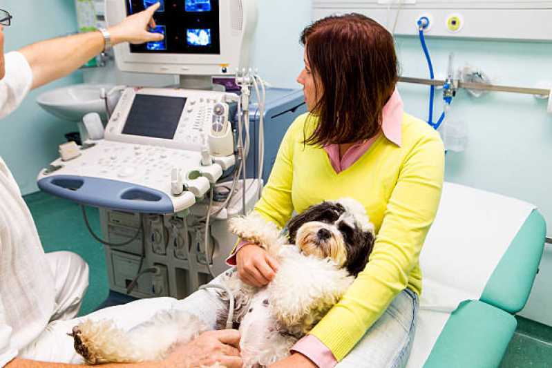 Onde Realizar Ultrassom Veterinário para Cães Pioneiros Catarinenses - Ultrassom Abdominal para Cachorro